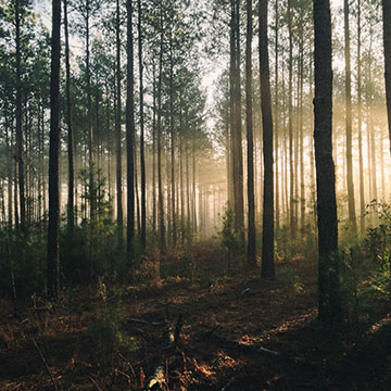 Human Is Alive - Heart of the Forest